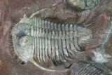 Huge, Cyphaspides Trilobite With Two Austerops - Jorf, Morocco #169645-14